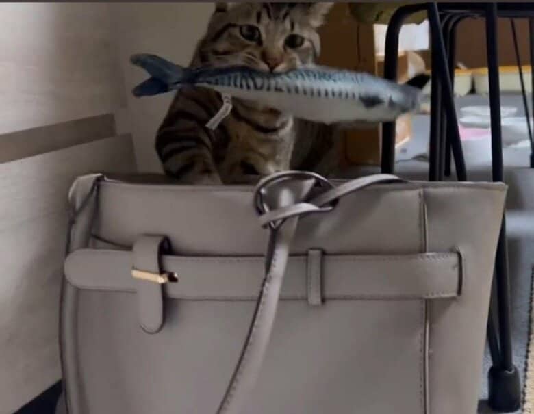 「通勤カバンにサバを投入」する愛猫の気持ちが知りたい…会社で気づくことはある? 飼い主に聞いた｜FNNプライムオンライン