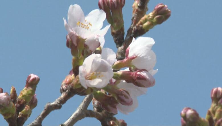 松本城でソメイヨシノが開花　平年より6日早く　上田城跡公園、高島公園でも「開花宣言」｜FNNプライムオンライン