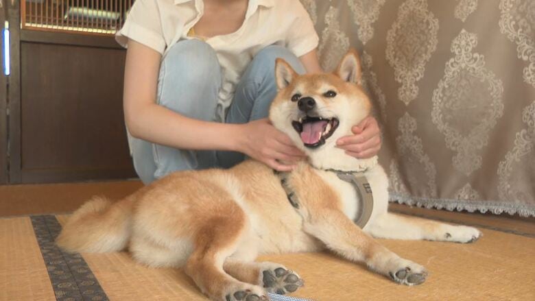 看板犬も活躍　古民家喫茶オープン　障がい者の就労を支援“得意なこと”を生かす場所　調理、手芸の作業場も「人生のやり直しができる場所」　客も働く人も「互いの良さを認め合える心地よい場に」　長野・伊那市｜FNNプライムオンライン
