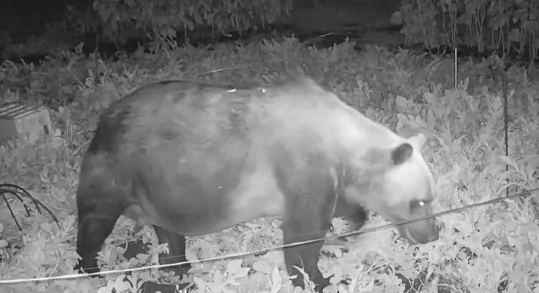 【ヒグマ速報】家庭菜園のスイカ約20個を食べつくす_畑には幅約15センチの足跡_隣町の江差町に続きクマによる食害相次ぐ〈北海道上ノ国町〉｜FNNプライムオンライン