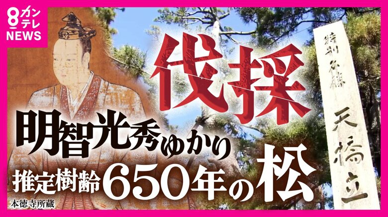 光秀時代から続く歴史　終わらぬロマン次世代につなぐ　日本三景・天橋立で最古級“樹齢650年の松”伐採　｜FNNプライムオンライン