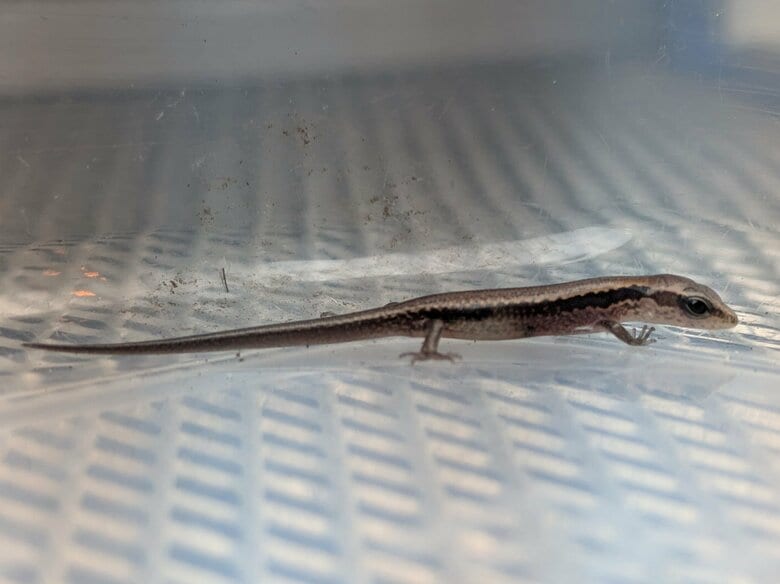【沖縄美ら海水族館】世界初!ヨナグニスベトカゲの繁殖に成功 ~水族館生まれのトカゲ2種の期間限定展示を実施~