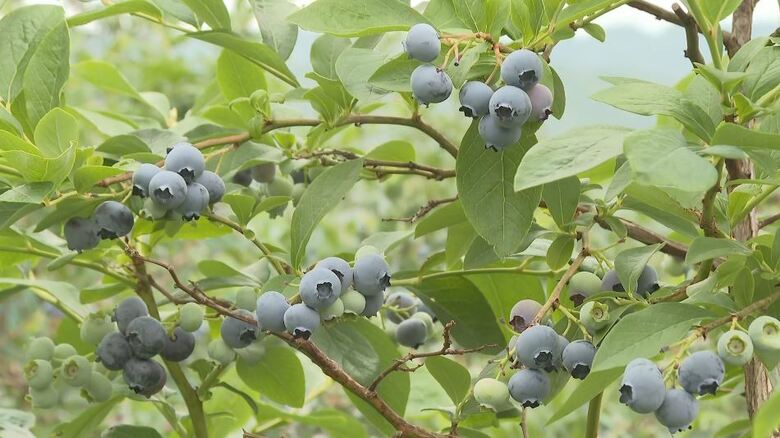 甘酸っぱい旬を満喫　園児がブルーベリー狩り　長野県阿南町の観光農園に約50種類600本｜FNNプライムオンライン
