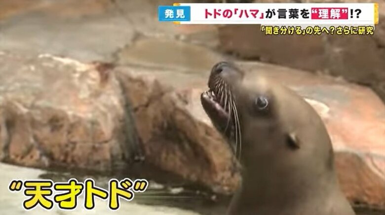 まさに天才　トドの「ハマちゃん」 言葉の“聞き分け”だけじゃなく“意味も理解”　世界初の発見｜FNNプライムオンライン
