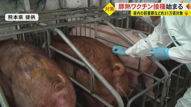 「熊本で“豚熱”を発生させてはいけない」熊本県でも約31万頭の養豚に豚熱ワクチン接種開始　佐賀での感染確認受け｜FNNプライムオンライン