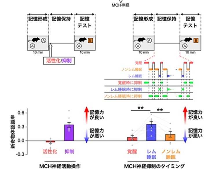 記憶保持の期間に活性化すると記憶が悪くなり抑制すると記憶が向上(左図)。また、記憶保持の期間にMCH神経の活動を3パターンに分けて抑制した場合、レム睡眠時だけにMCH神経を抑制すると記憶が向上(右図)。 (画像:山中教授)