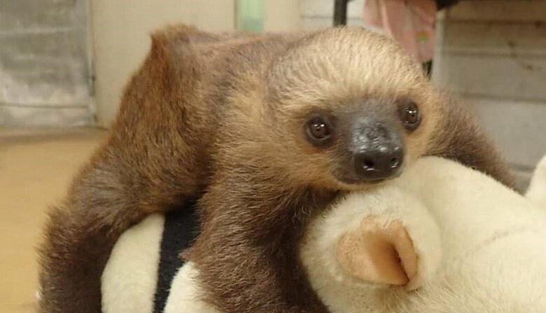 クリクリの瞳がかわいい(提供:埼玉県こども動物自然公園)