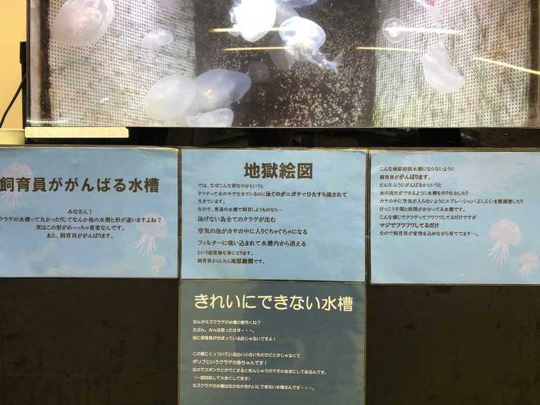 「飼育員ががんばる水槽」と題し、クラゲ水槽の苦労を紹介