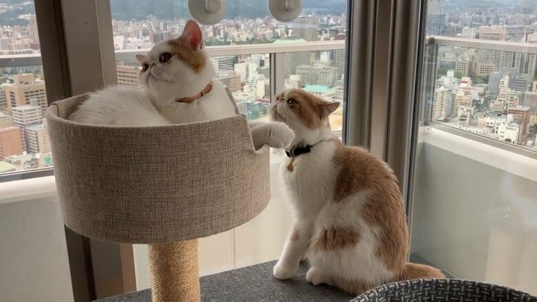 画像提供:エキゾのきなこさん。