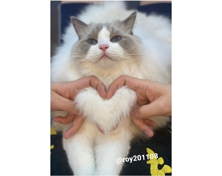 お胸でハート（提供：ロイくん@roy201108さん）