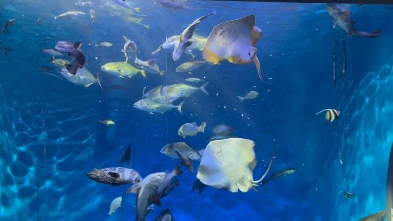 大水槽を泳ぐアカエイとホシエイ（提供：浜名湖体験学習施設ウォット）