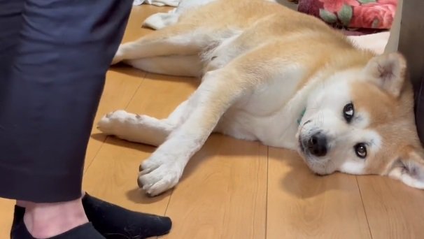 前足が離れてしまってもこの表情…