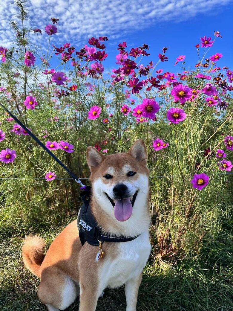 提供：柴犬けいちゃん