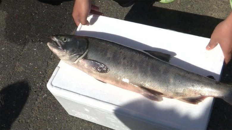こんなところになぜサケが? 熊本の川 高校生が発見