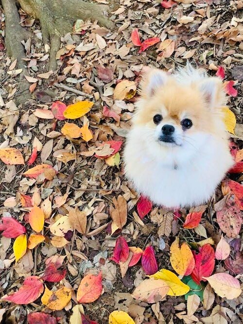 色鮮やかな落ち葉の中、佇むぱるる（撮影／とよた真帆）