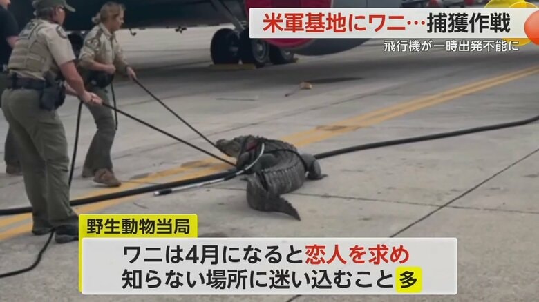 4月になると恋人を求めて知らない場所に迷い込むことが多くなるというワニ
