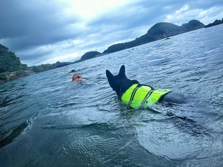 泳ぐパパを追い掛ける2匹
