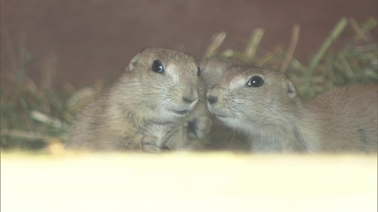 公開されたオグロプレーリードッグの赤ちゃん