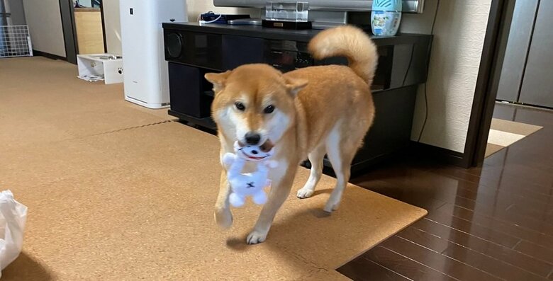 耳ペタでおかえりなさい！