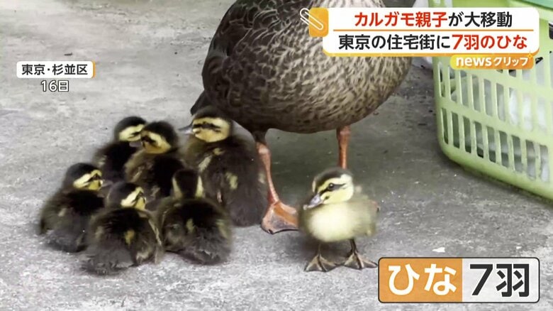 母ガモのそばにいる7羽のひな