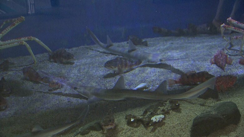 長崎ペンギン水族館で展示中の「ノコギリザメ」オスとメス２匹が仲間入り