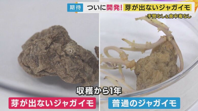 収穫から1年が経過したジャガイモ