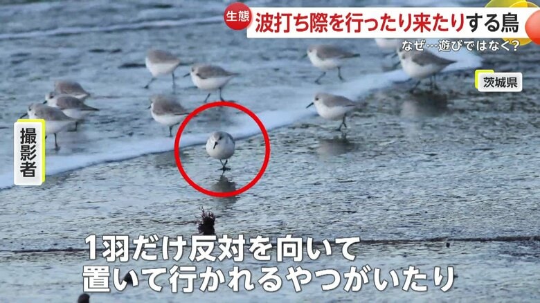 ｢ちょこちょこ走ってかわいいなと思いながら撮影しました」と語る撮影者