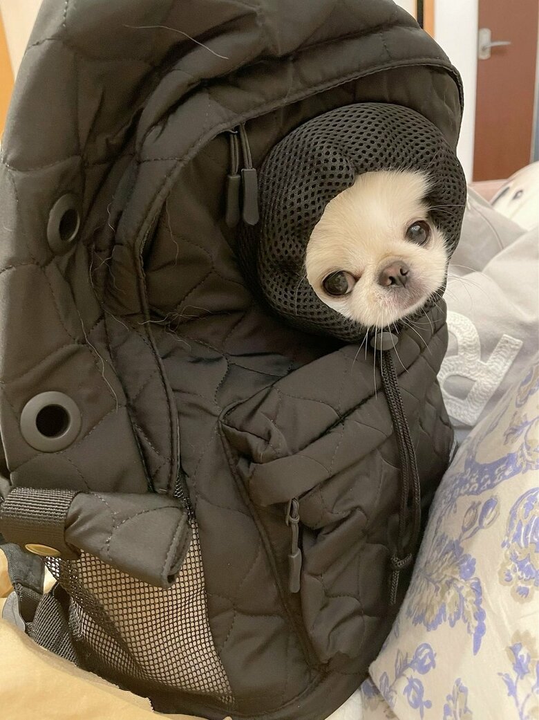 リュックから顔だけちょこんと出している