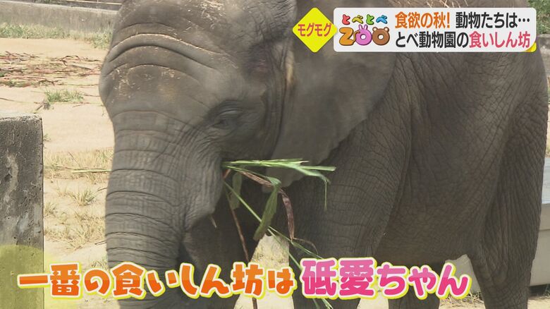 アフリカゾウ家族の末っ子・砥愛ちゃん