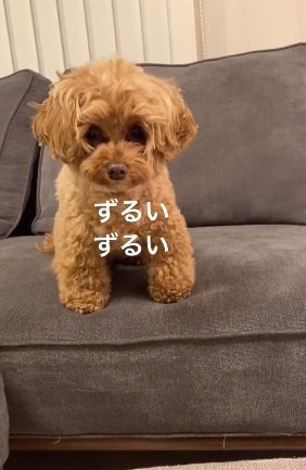 ケーキを見つめるチャイちゃん