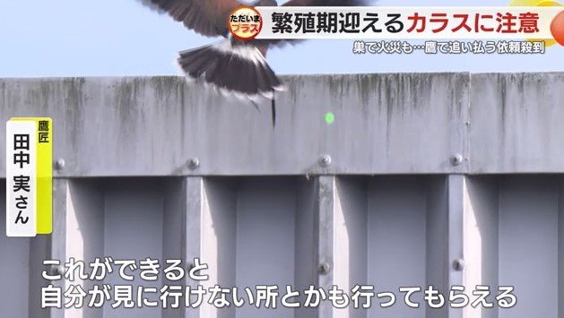 レーザーポインターに向かって飛ぶ六太くん