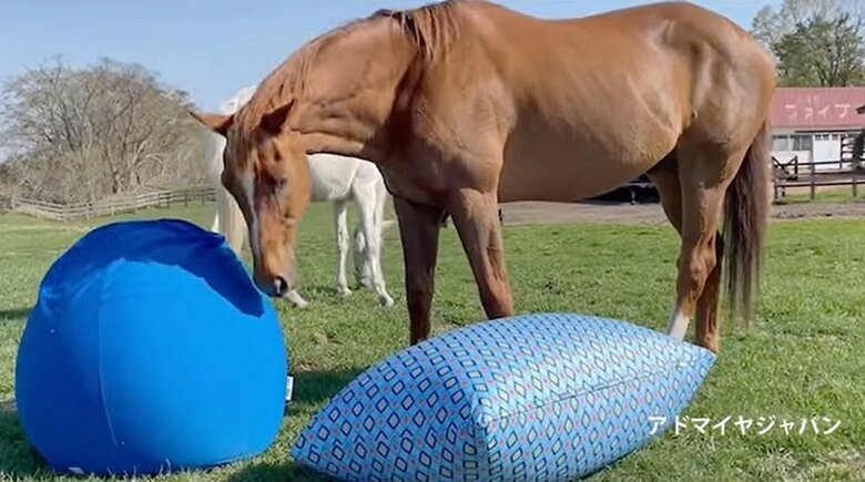 アドマイヤジャパンとYogibo