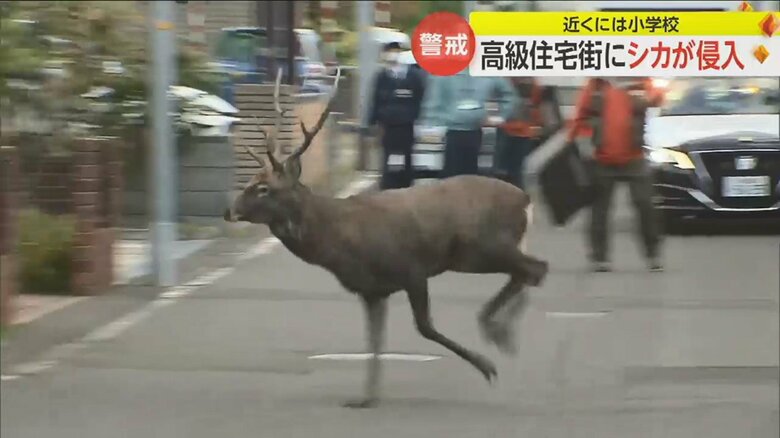 人間に驚いたのか、向かいの住宅へ…