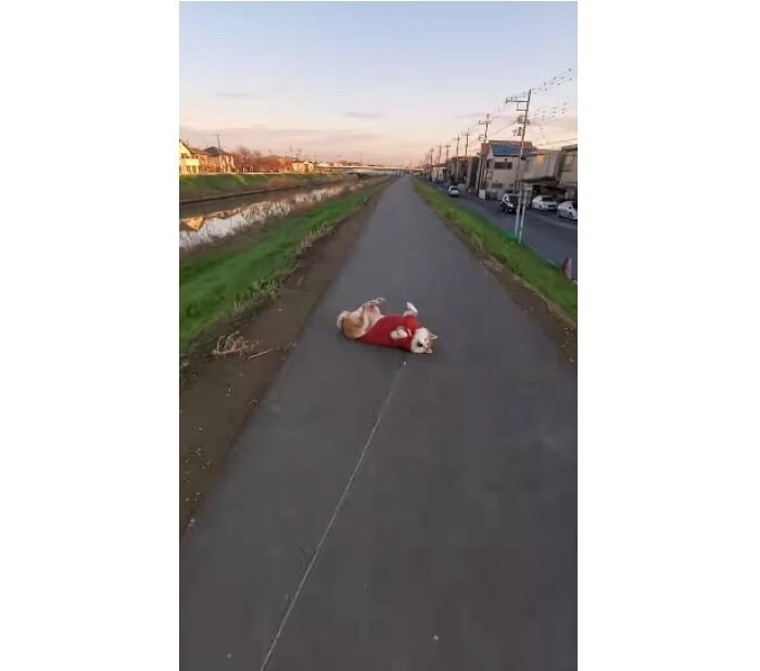 提供：柴犬ななさん
