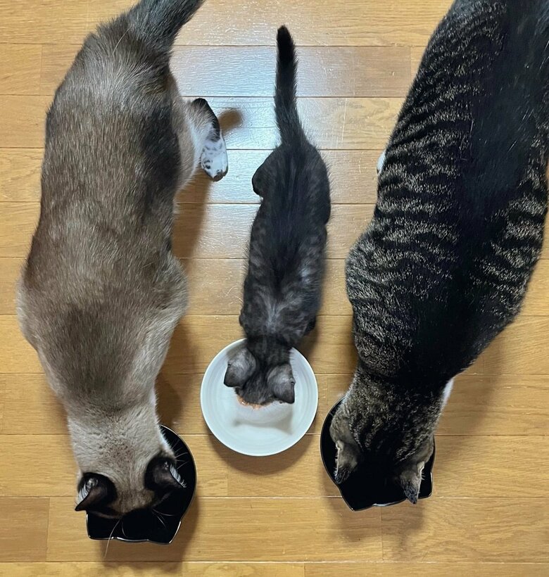 家族でちゅーるを食べる　左：つむぎちゃん