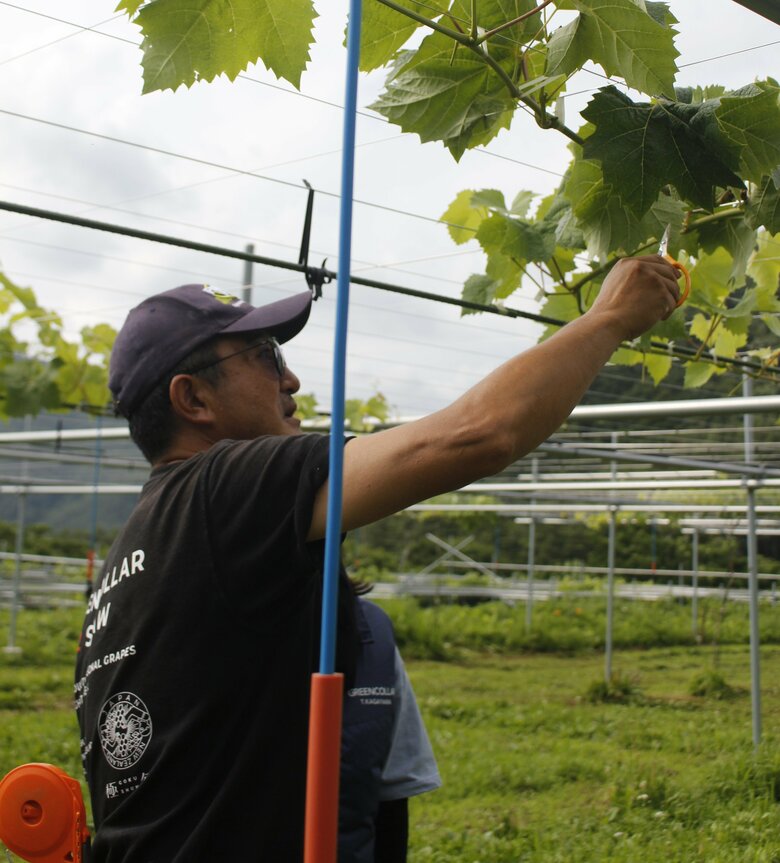 大場さんもブドウ農園をスタート