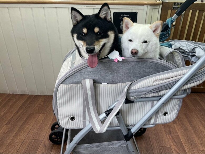 いつも眠そうな顔をしているという