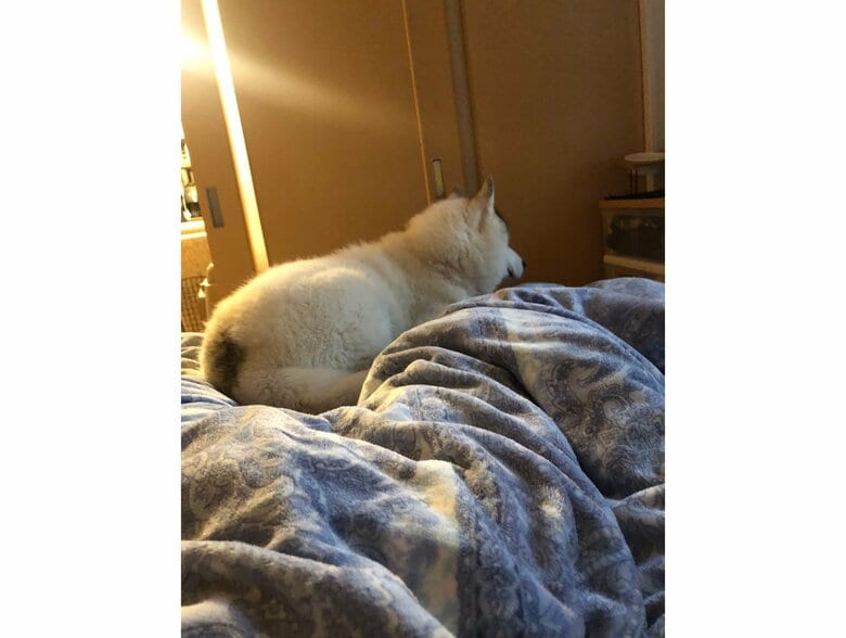 提供：斑柄兄妹（銀太と緋那子）さん