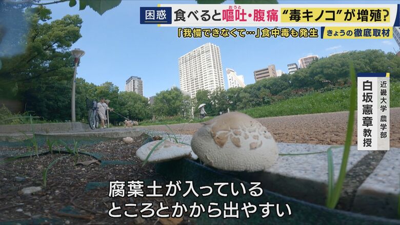 大量の毒キノコ