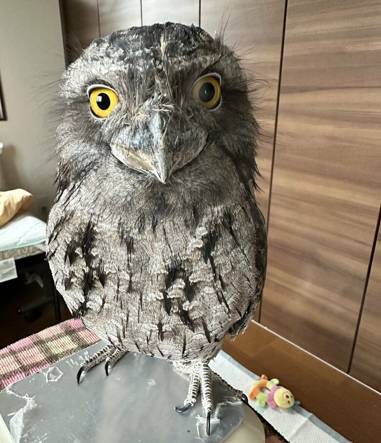 ふわふわなガブちゃん