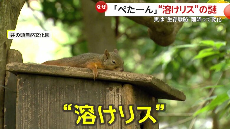 SNSで話題の“溶けリス”（東京・井の頭自然文化園）