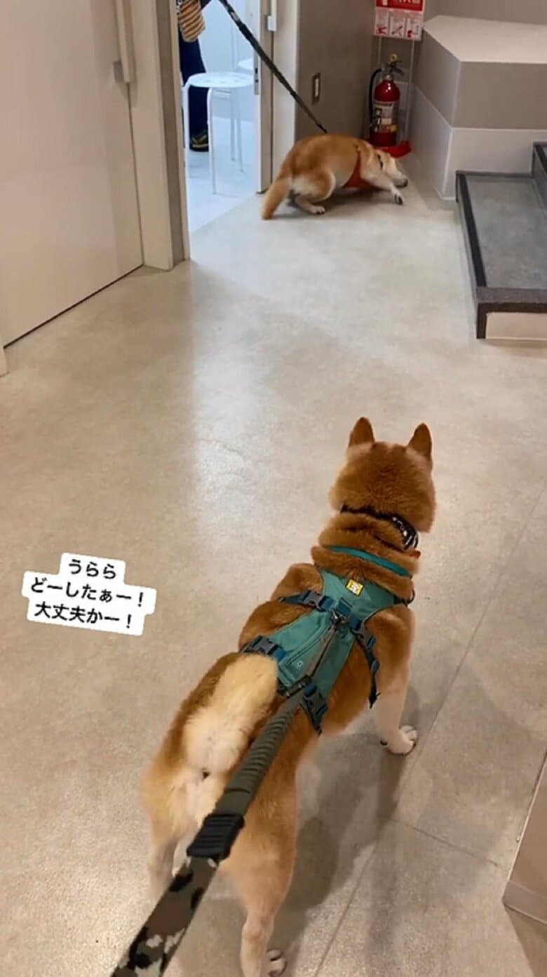 動画の最後までクネクネしていた