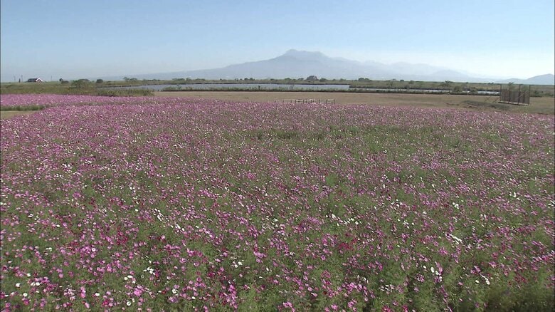 2018年諫早・高木町「フラワーゾーン」のコスモス