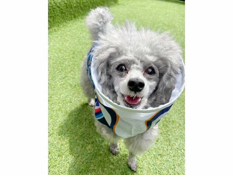 提供：とらめさん