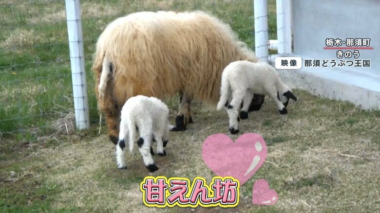 まだまだ甘えん坊の2頭