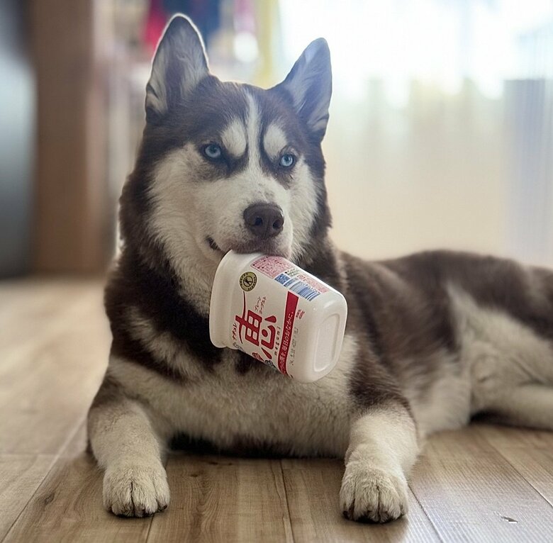 ヨーグルトが大好きな大吉くん