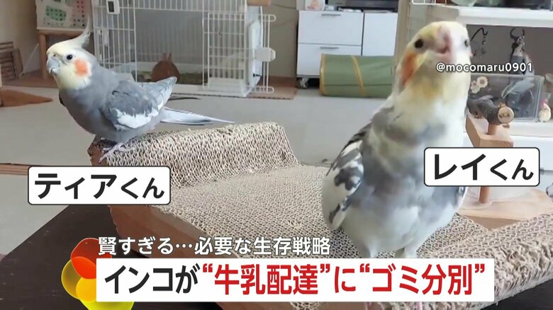 SNSで話題のインコのティアくんとレイくん