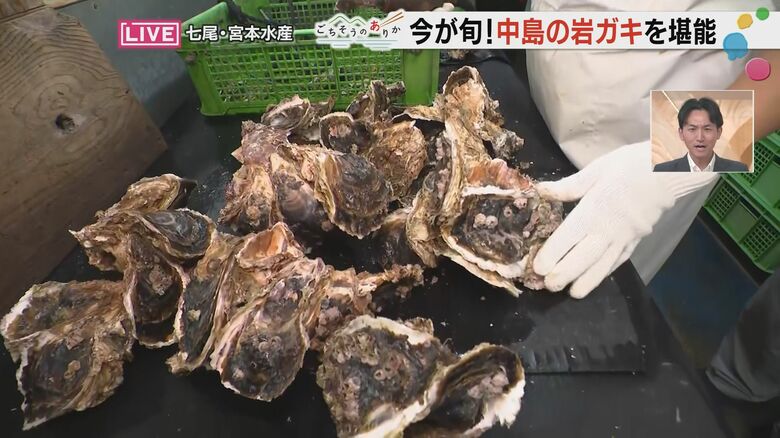 岩ガキの塊をバラしてゆく