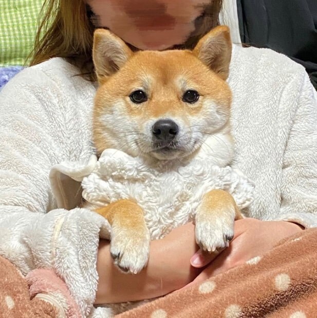 提供：shiba_mugi_さん