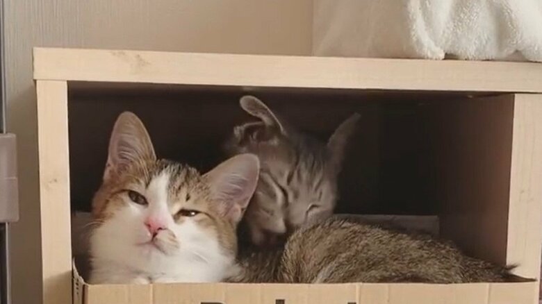 子猫時代から仲良し